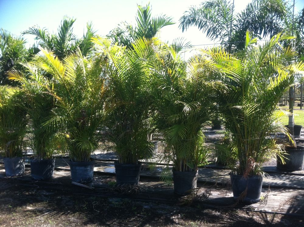 dypsis-lutescens-areca-palm