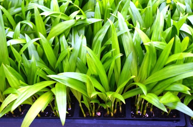 dypsis-lutescens-areca-palm