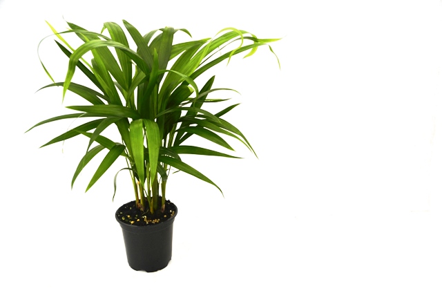dypsis-lutescens-areca-palm