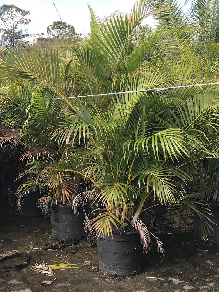 dypsis-lutescens-areca-palm