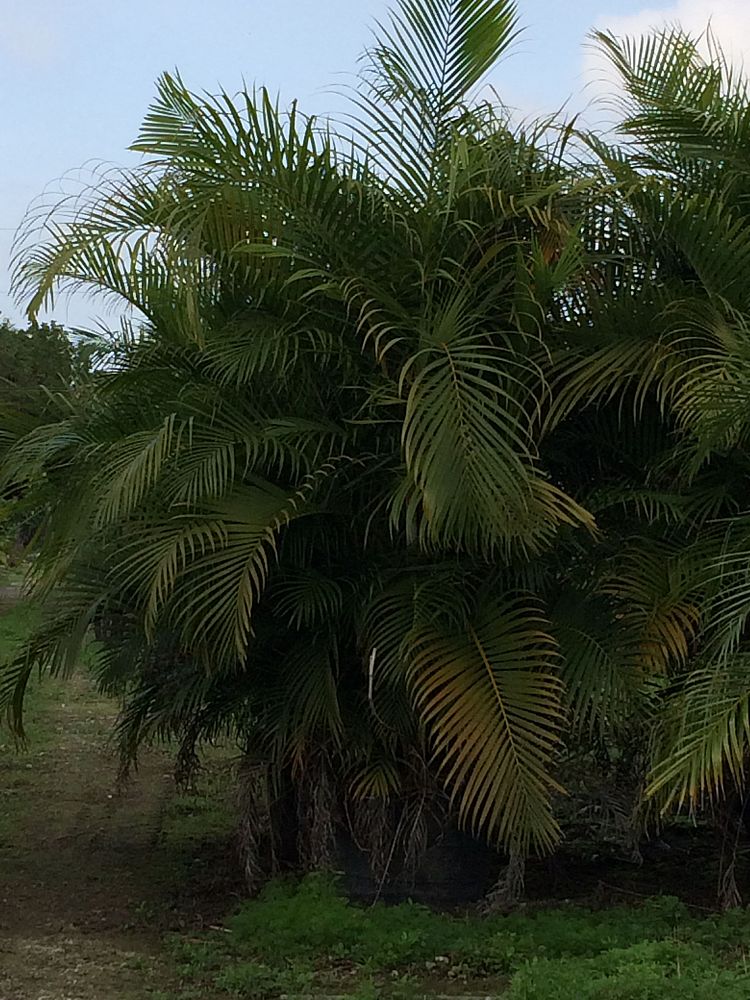 dypsis-lutescens-areca-palm