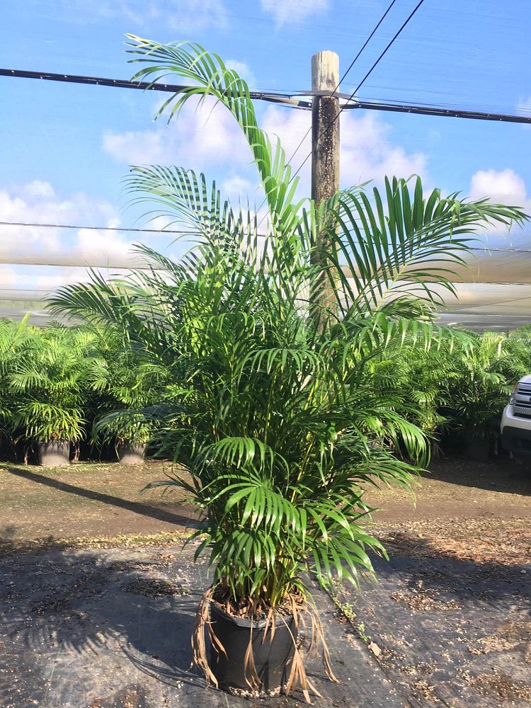 dypsis-lutescens-areca-palm
