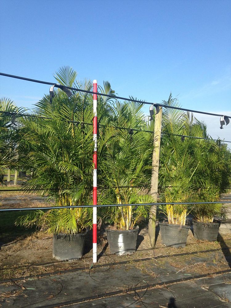 dypsis-lutescens-areca-palm