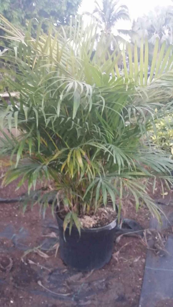 dypsis-lutescens-areca-palm