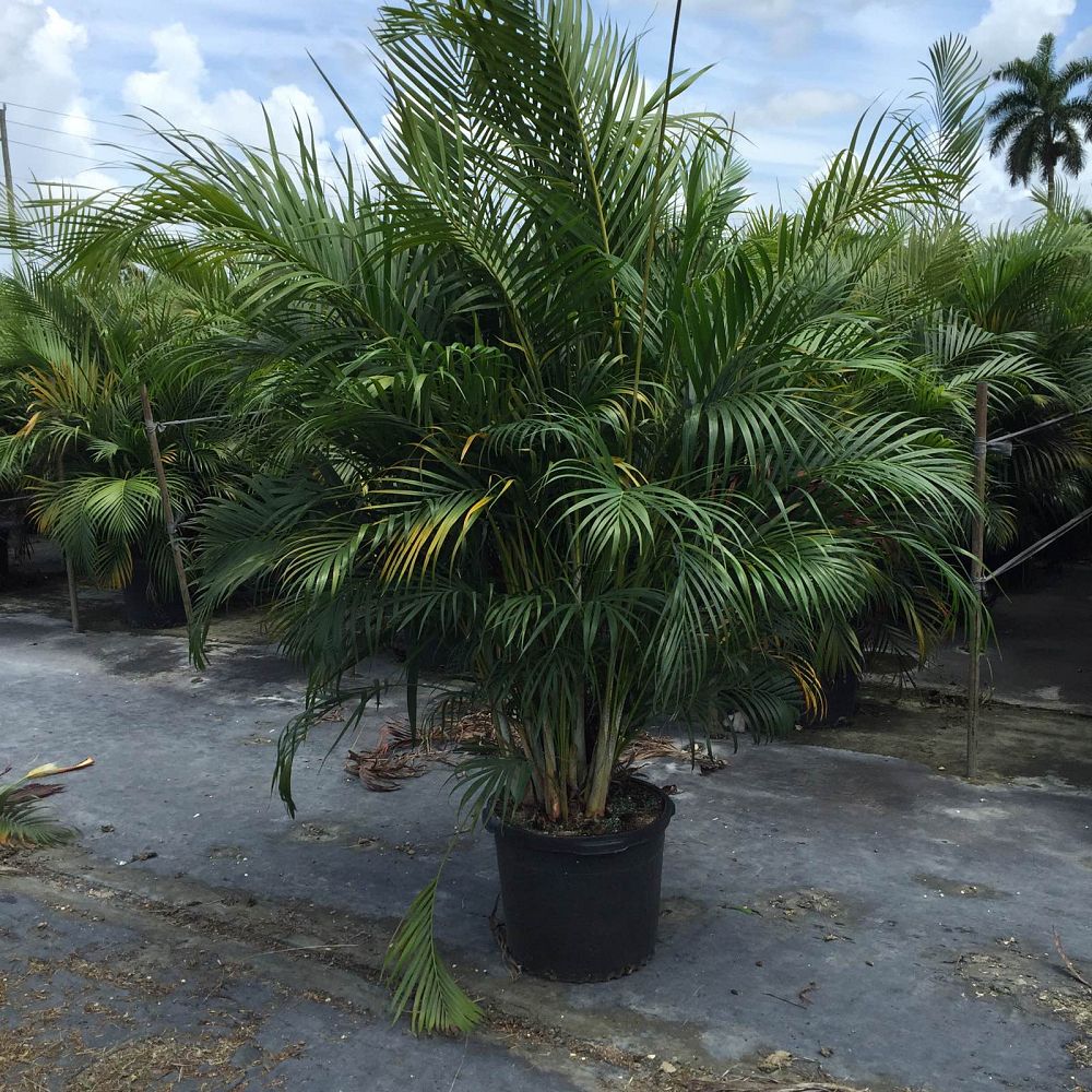 dypsis-lutescens-areca-palm