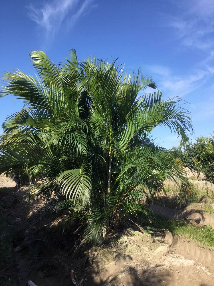 dypsis-lutescens-areca-palm