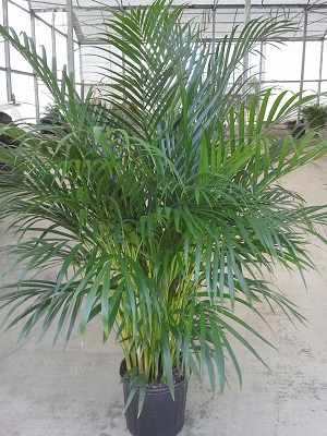 dypsis-lutescens-areca-palm
