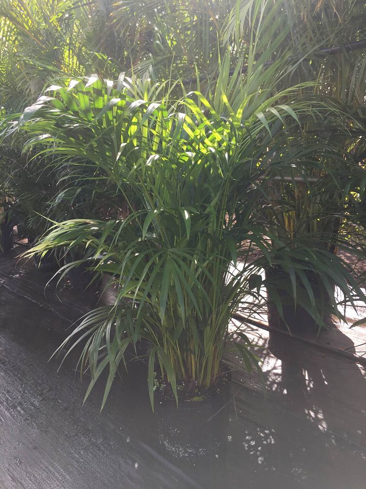 dypsis-lutescens-areca-palm