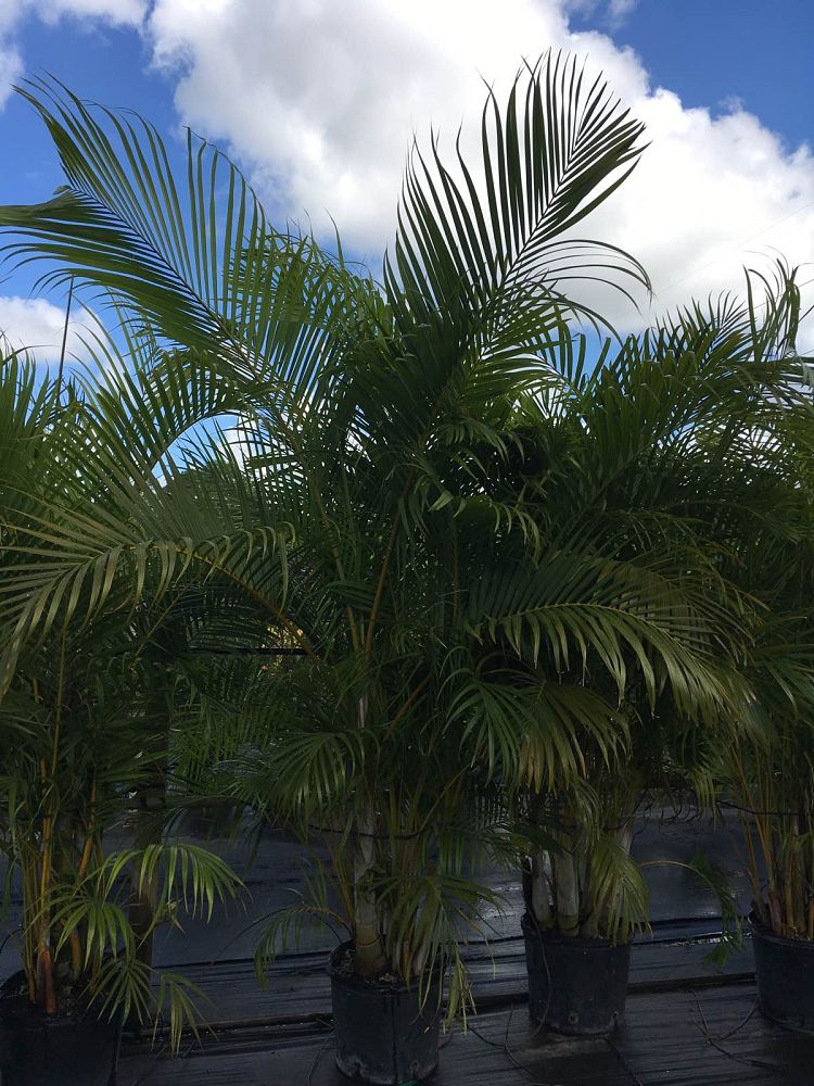 dypsis-lutescens-areca-palm