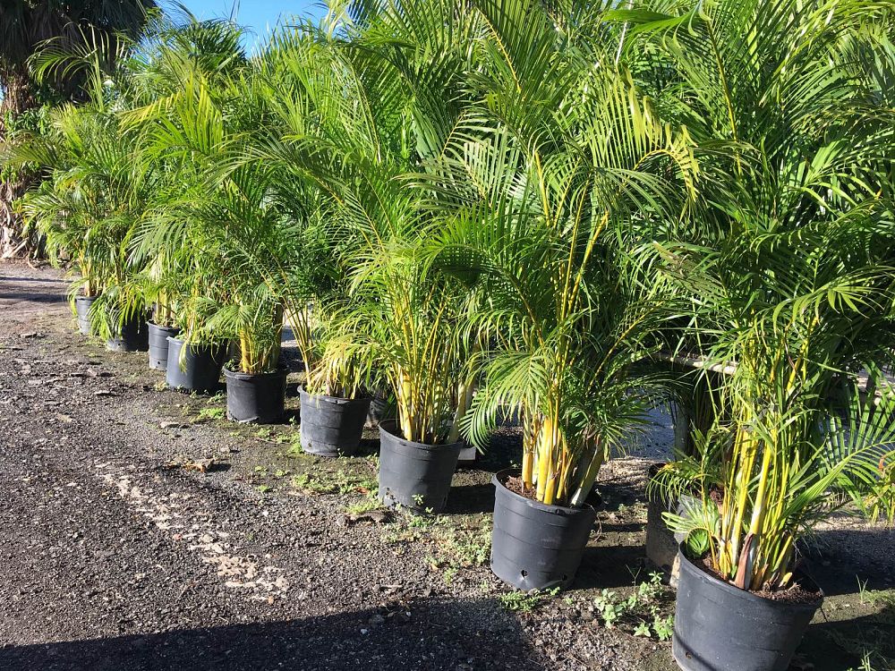 dypsis-lutescens-areca-palm