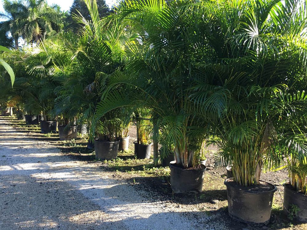 dypsis-lutescens-areca-palm