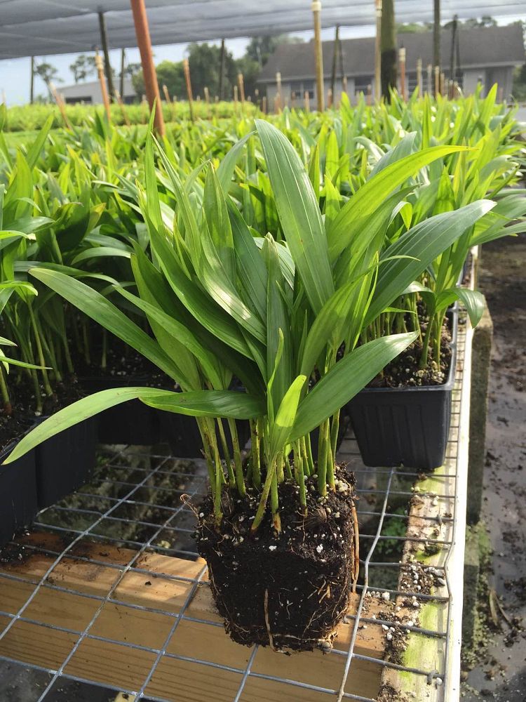 dypsis-lutescens-areca-palm