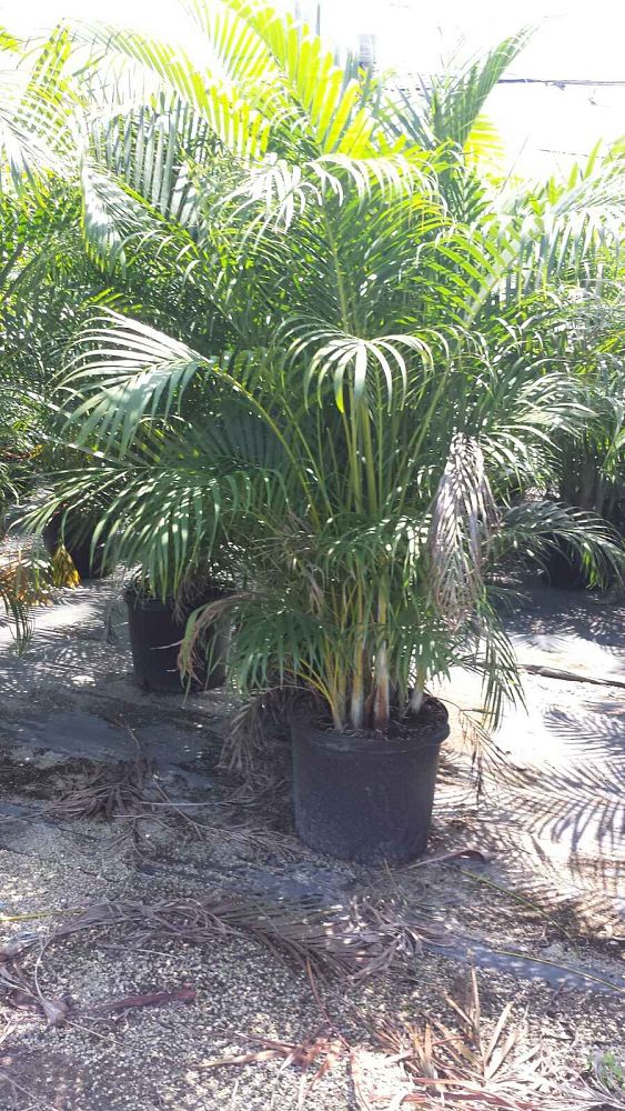 dypsis-lutescens-areca-palm