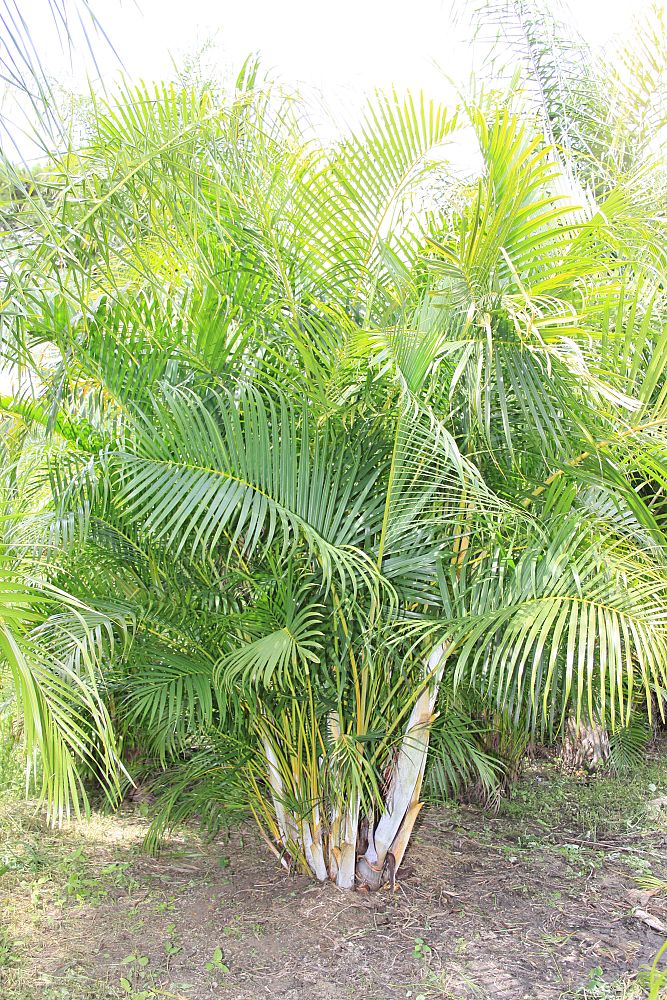 dypsis-lutescens-areca-palm