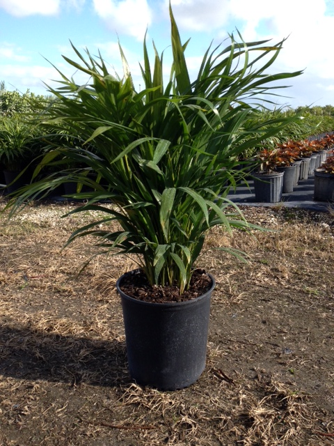 dypsis-lutescens-areca-palm