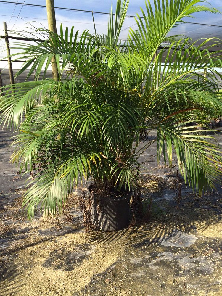dypsis-lutescens-areca-palm