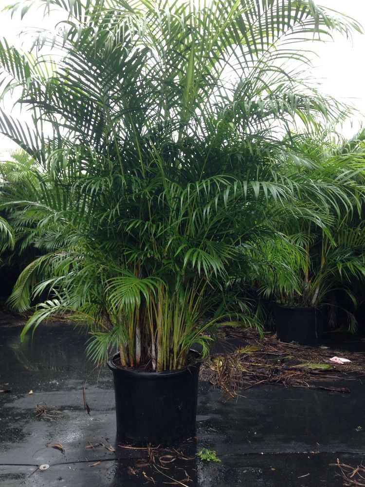 dypsis-lutescens-areca-palm