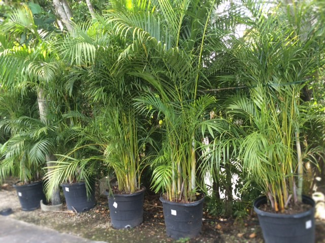 dypsis-lutescens-areca-palm