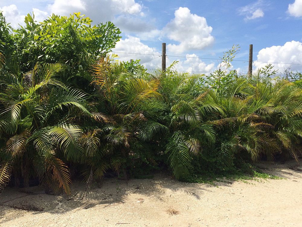 dypsis-lutescens-areca-palm