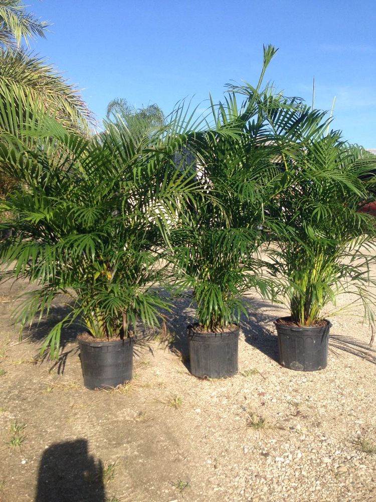 dypsis-lutescens-areca-palm