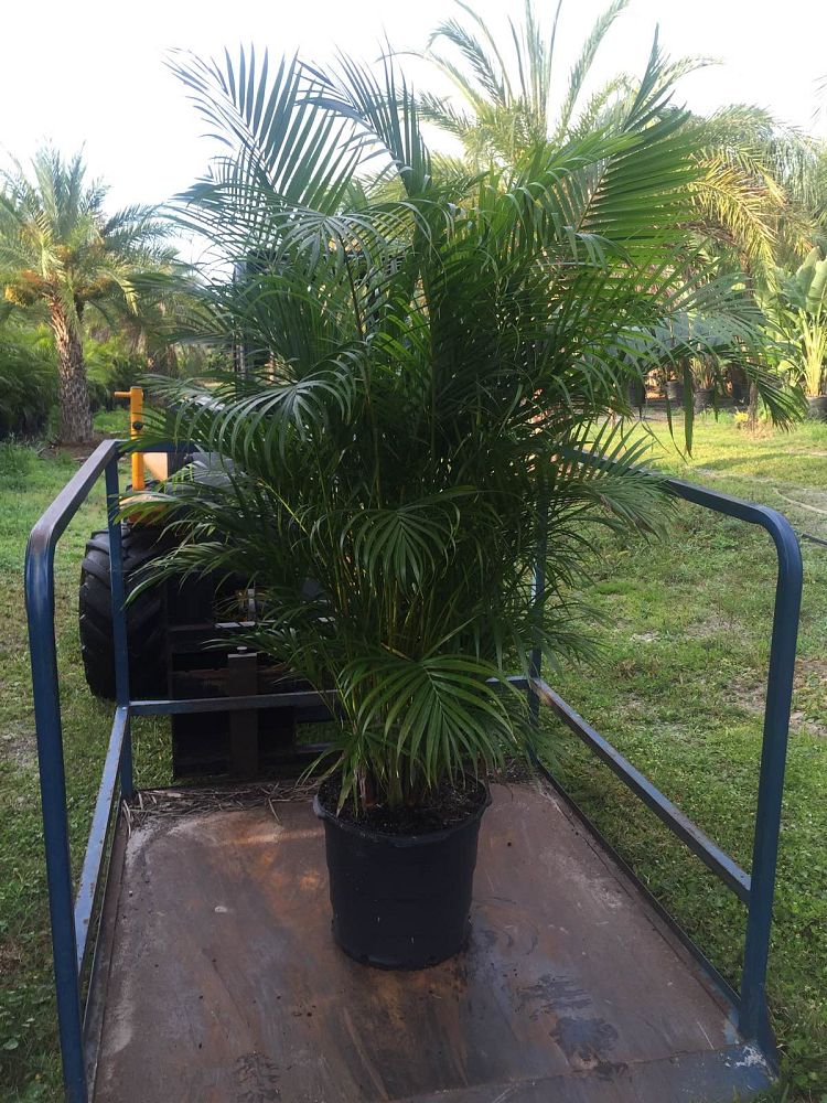 dypsis-lutescens-areca-palm