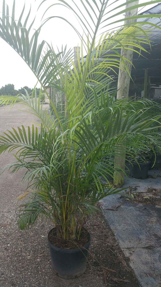 dypsis-lutescens-areca-palm