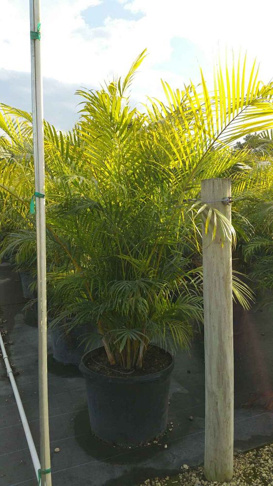 dypsis-lutescens-areca-palm