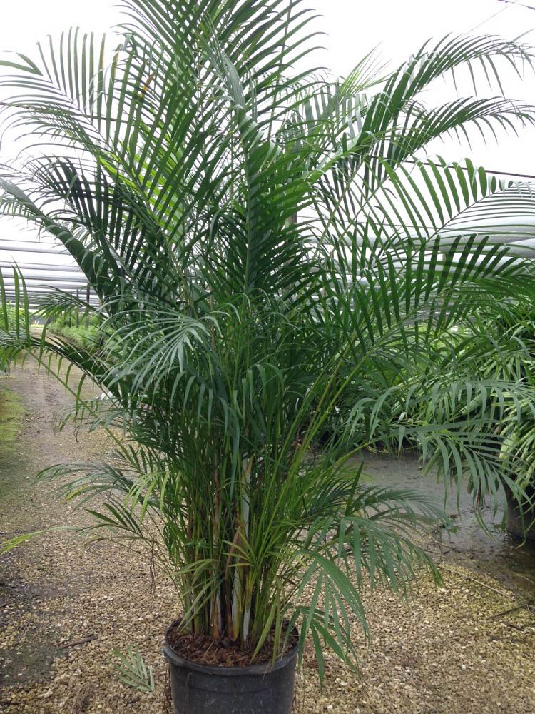 dypsis-lutescens-areca-palm