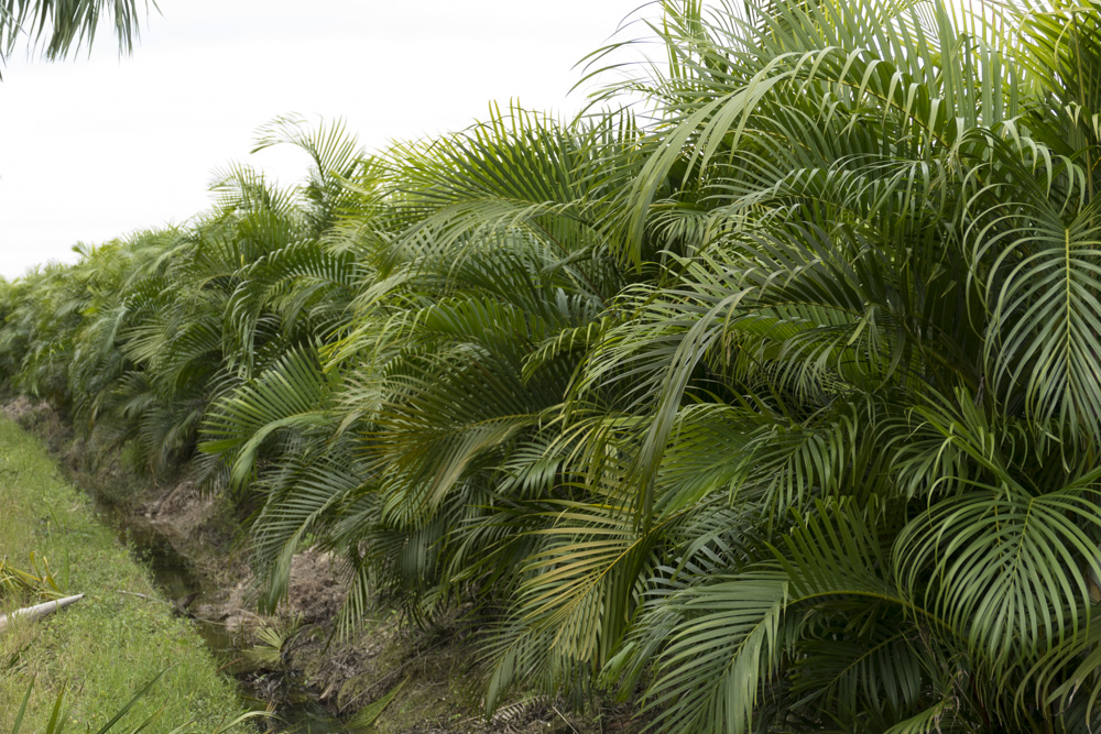 dypsis-lutescens-areca-palm