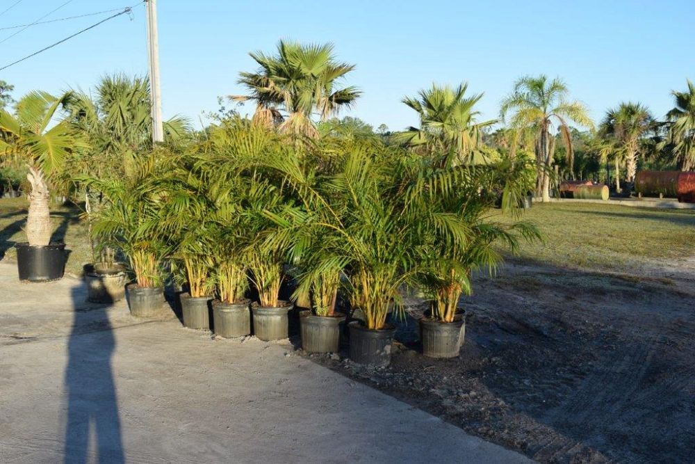 dypsis-lutescens-areca-palm