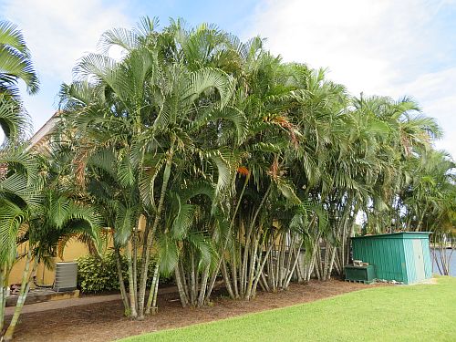 dypsis-lutescens-areca-palm