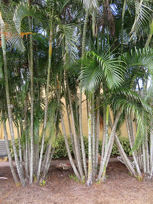 dypsis-lutescens-areca-palm