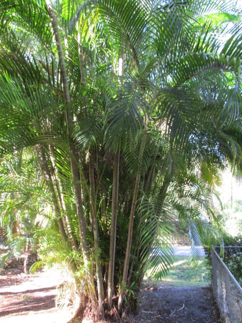dypsis-lutescens-areca-palm
