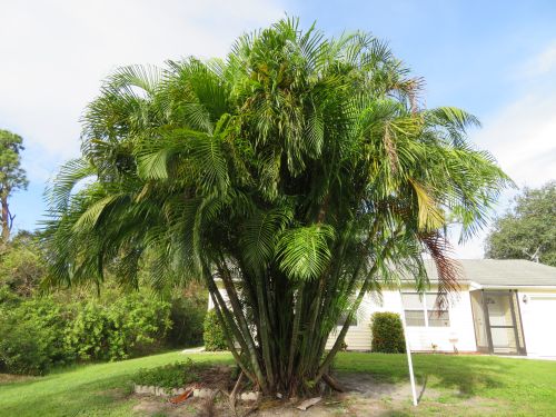 dypsis-lutescens-areca-palm