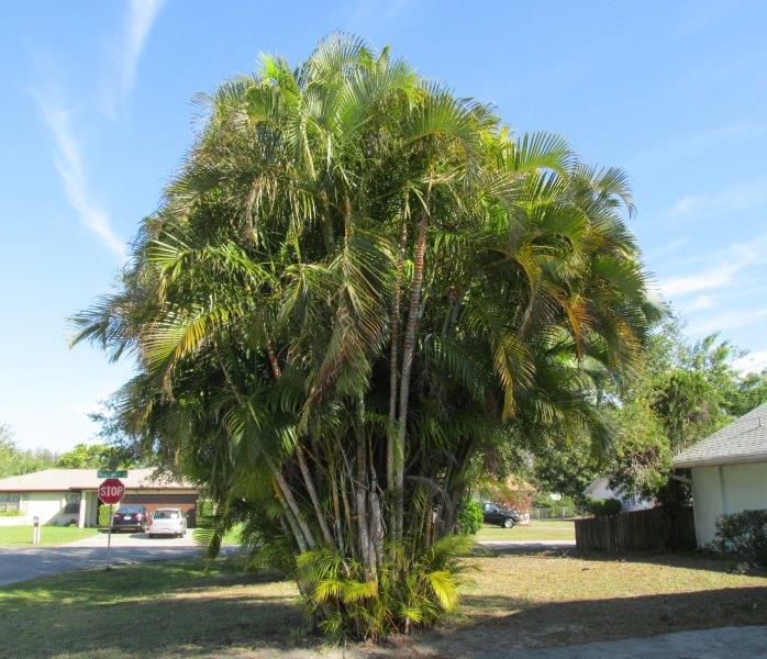 dypsis-lutescens-areca-palm