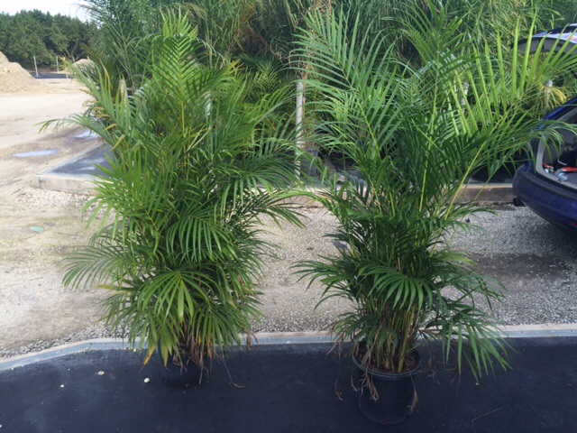 dypsis-lutescens-areca-palm