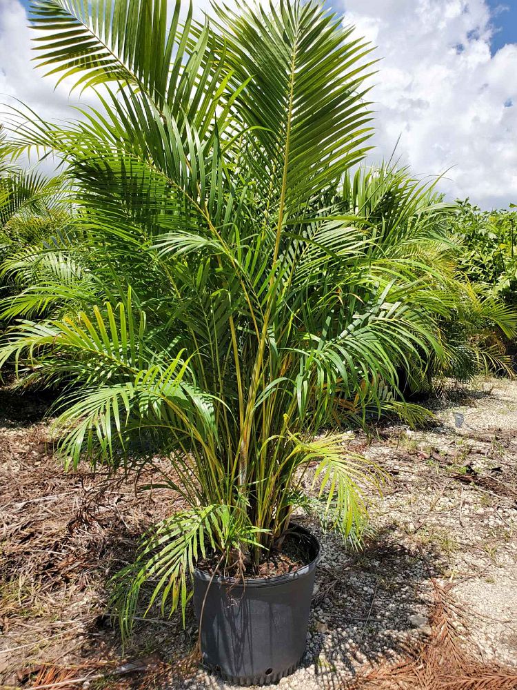 dypsis-lutescens-areca-palm