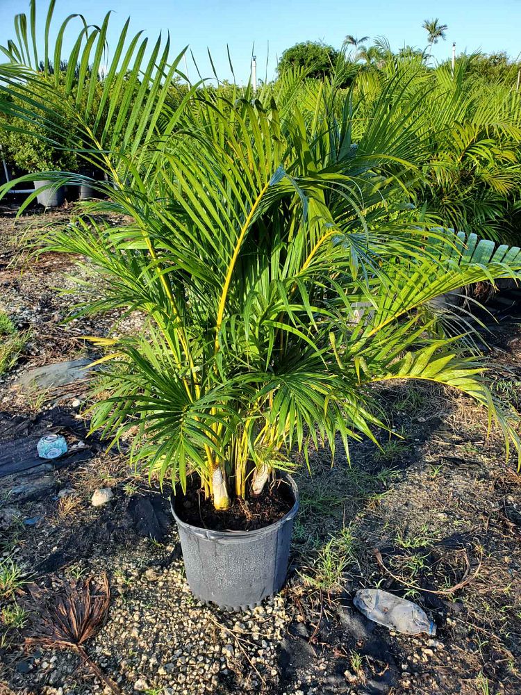 dypsis-lutescens-areca-palm