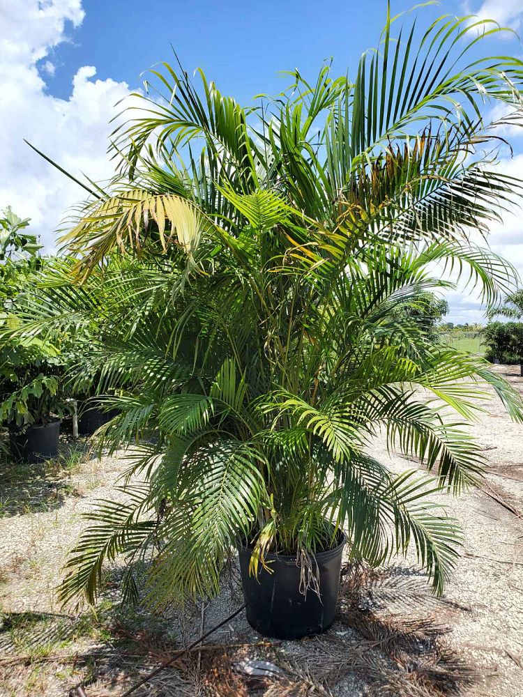 dypsis-lutescens-areca-palm