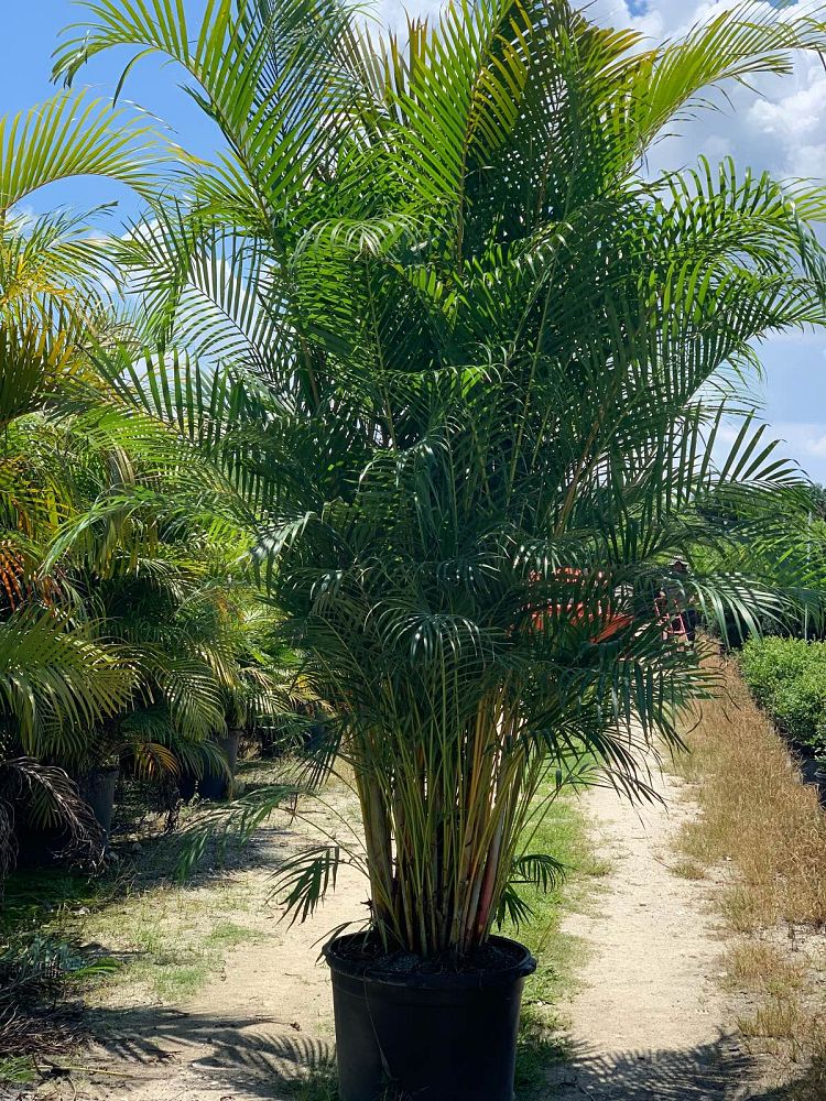 dypsis-lutescens-areca-palm