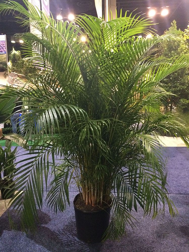 dypsis-lutescens-areca-palm