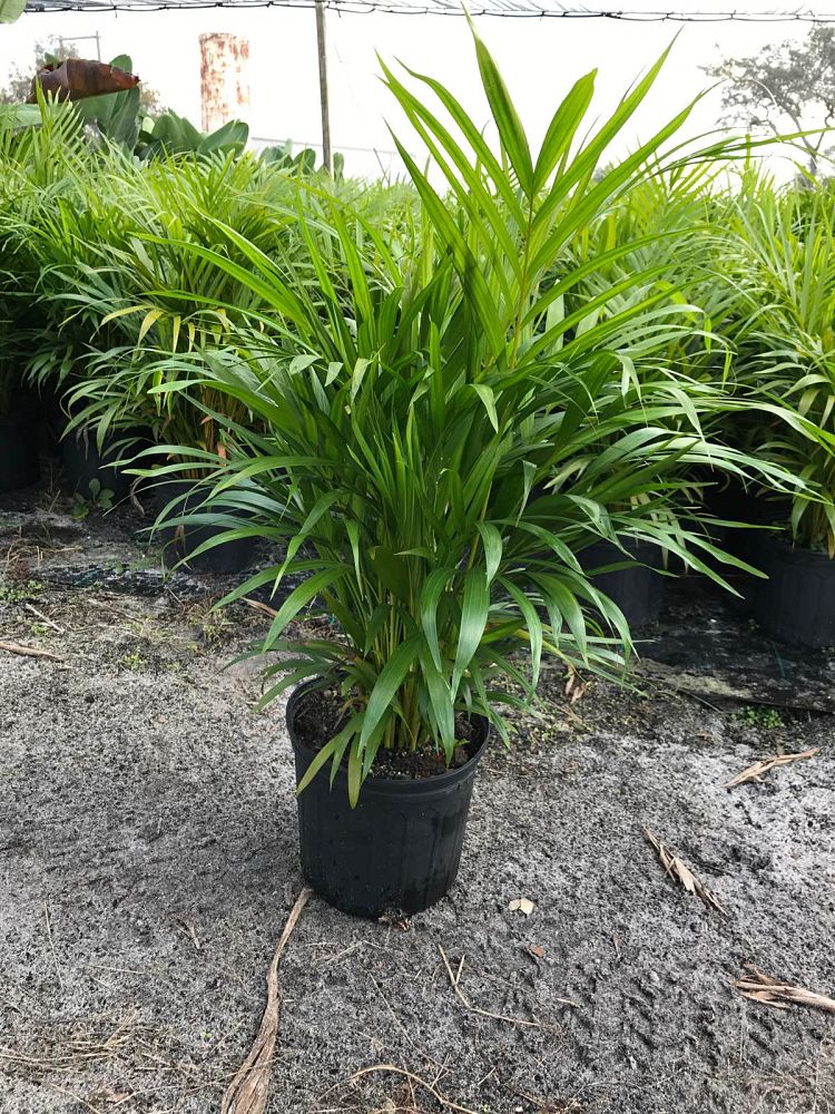 dypsis-lutescens-areca-palm