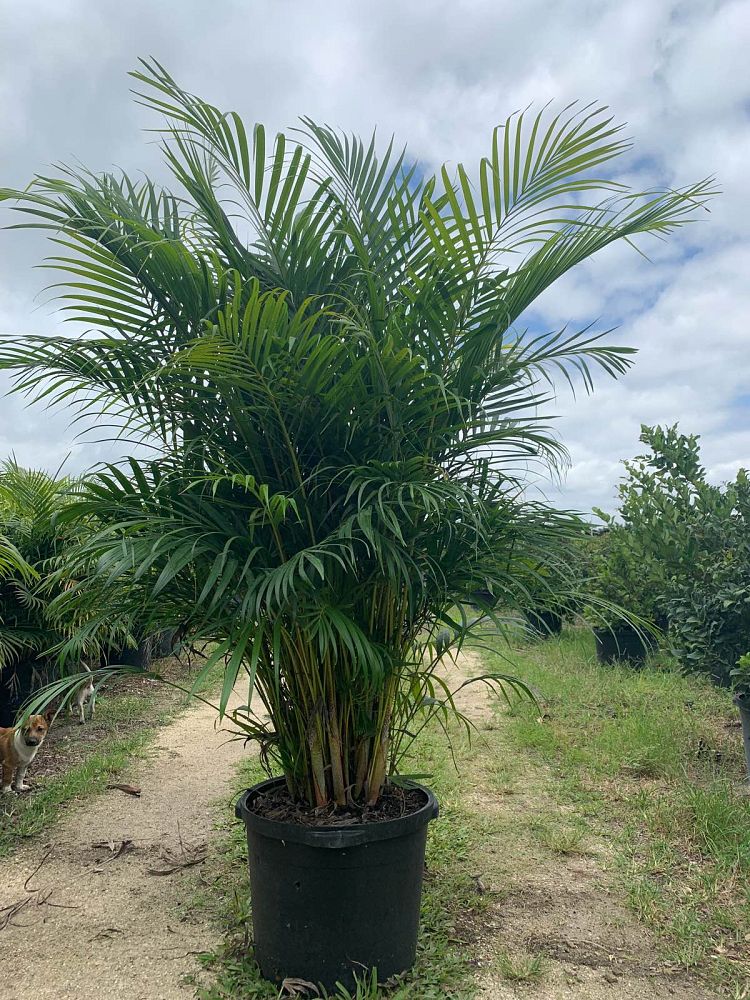 dypsis-lutescens-areca-palm
