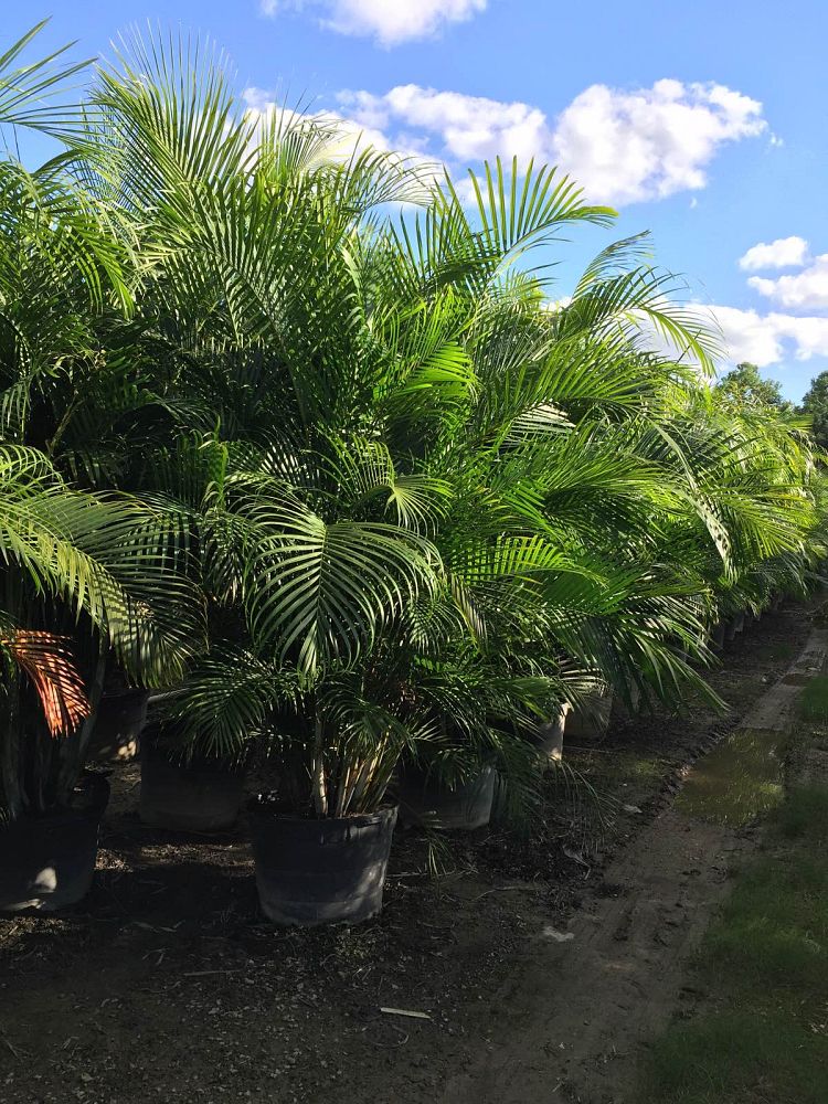 dypsis-lutescens-areca-palm