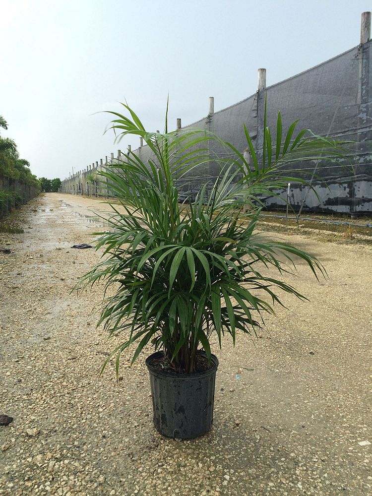 dypsis-lutescens-areca-palm