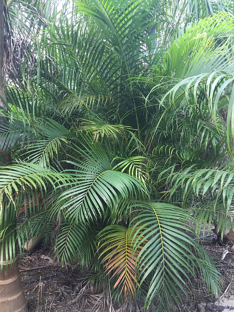 dypsis-lutescens-areca-palm