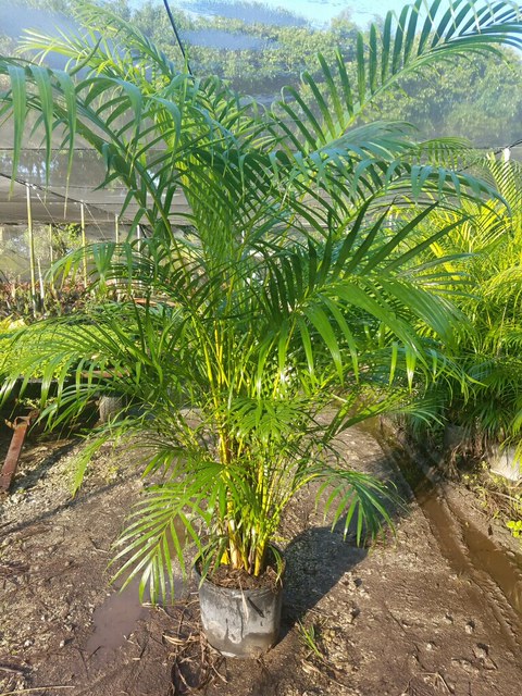 dypsis-lutescens-areca-palm