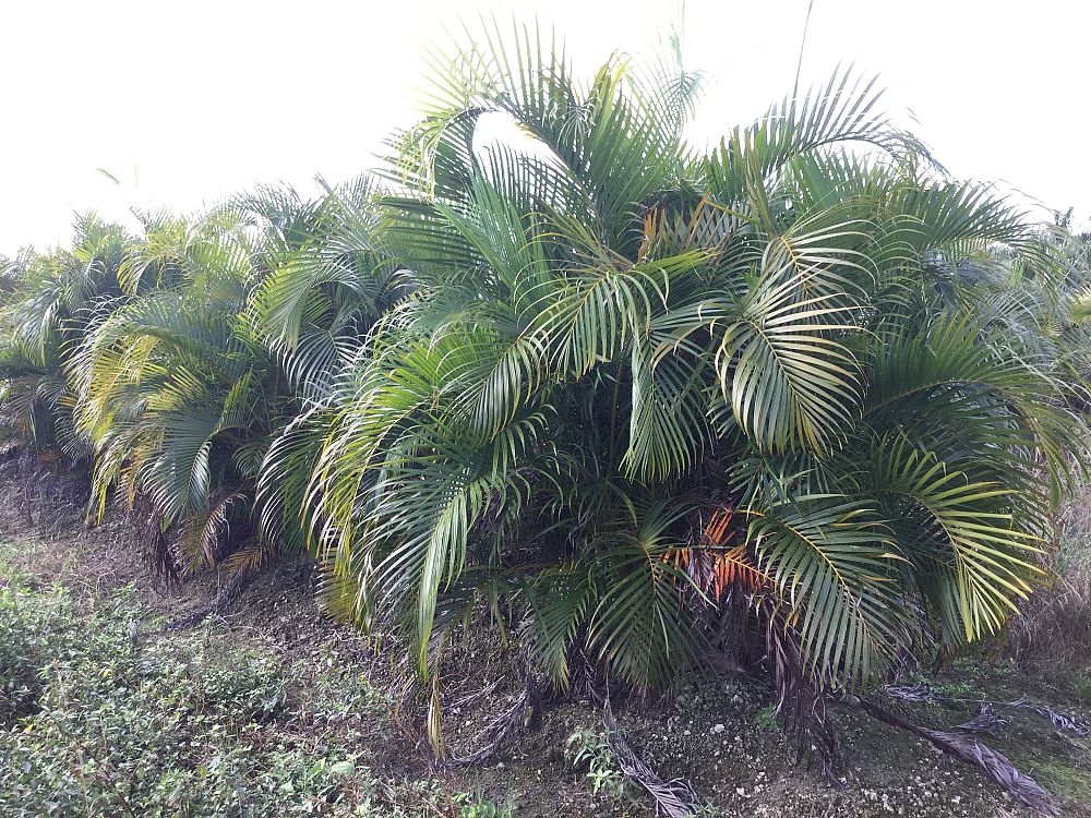 dypsis-lutescens-areca-palm