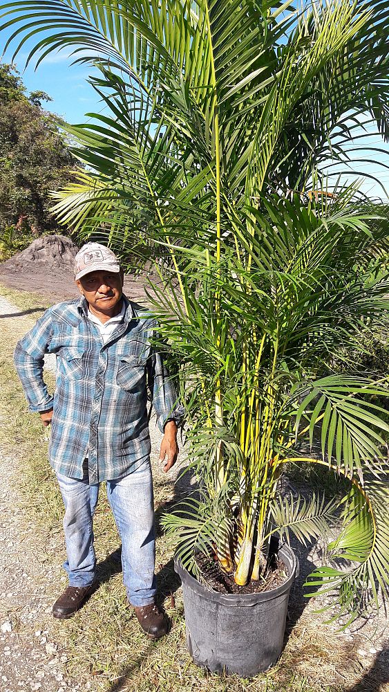 dypsis-lutescens-areca-palm