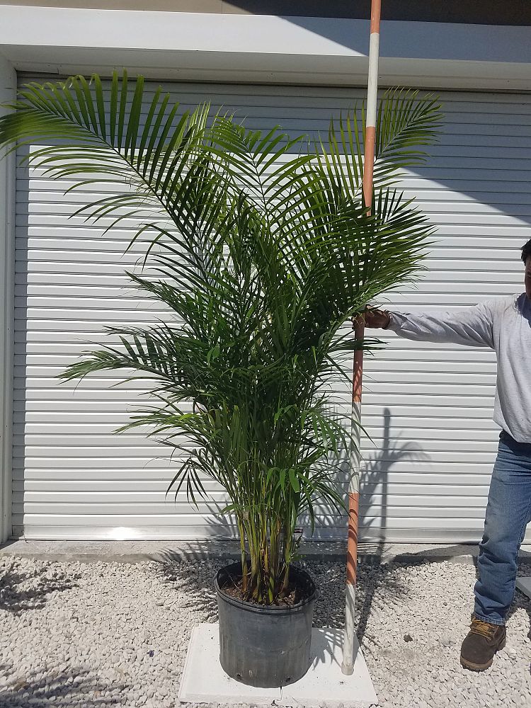dypsis-lutescens-areca-palm